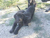  cane corso black